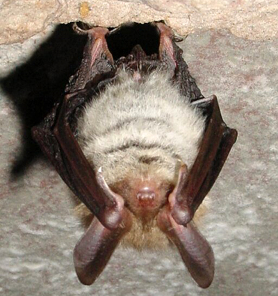 Bechsteinfledermaus (Myotis bechsteinii)